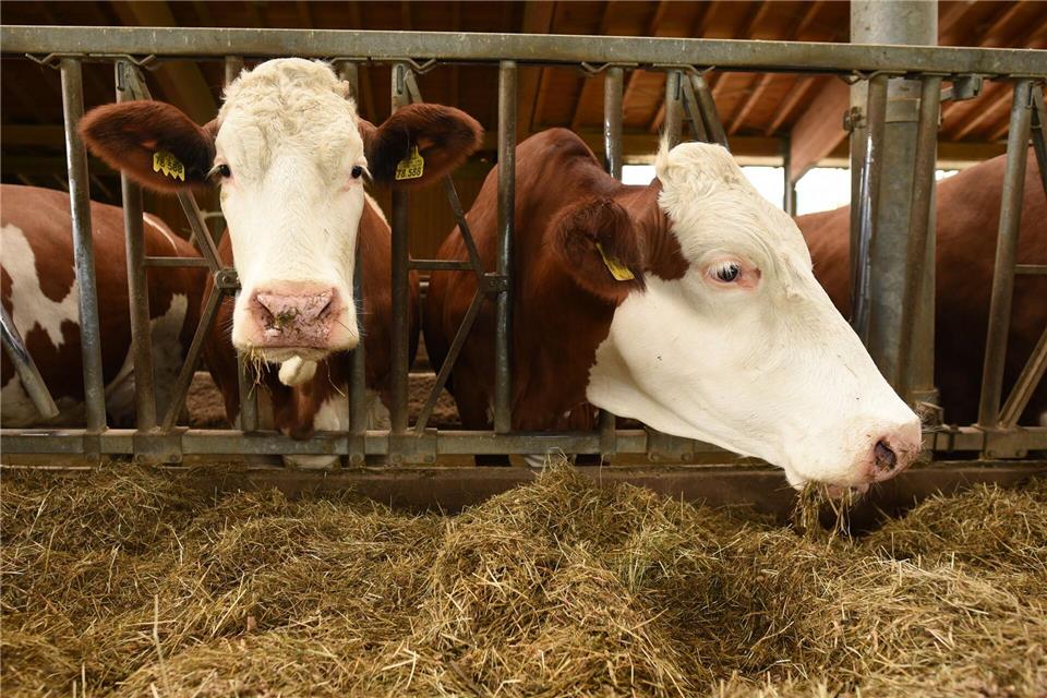 Insbesondere auf der Alm infizieren sich Rinder bei Rotwild oder anderen infizierten Kühen. (Symbolbild)Angelika Warmuth/dpa