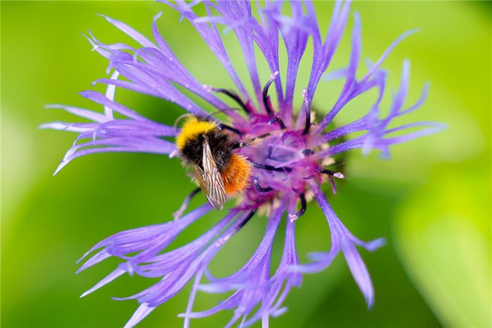 Insektenfreundliche Pflanzen liegen im Trend (Illustration) Thomas Banneyer/dpa