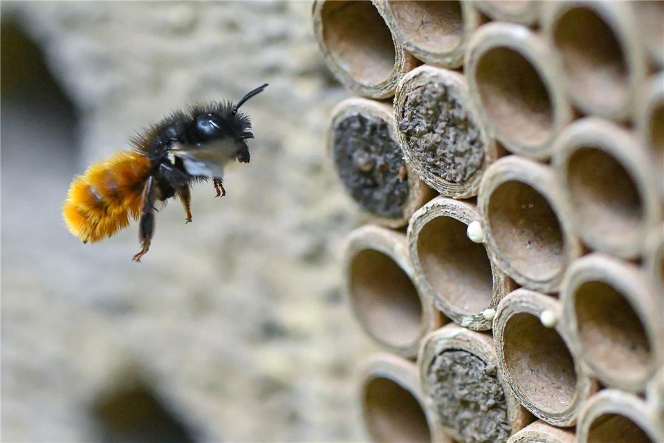 Insektenhotels kommen in erster Linie oberirdisch nistenden Wildbienenarten zugute, etwa der Gehörnten Mauerbiene.picture alliance/dpa/dpa-Zentralbild