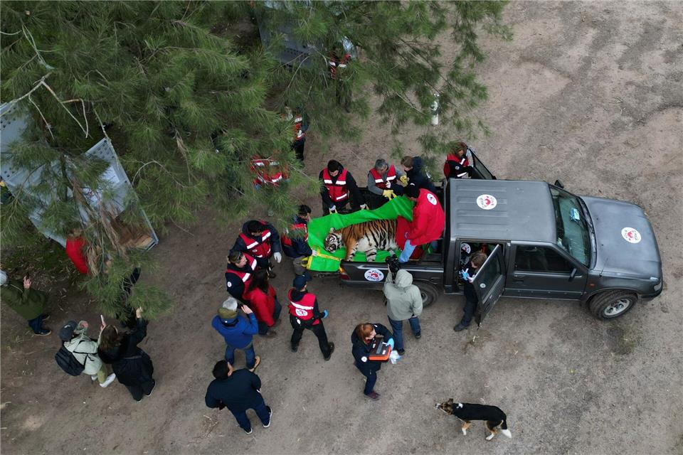 Insgesammt sollen 30 Großkatzen aus dem ehemaligen Zoo Luján in Schutzzentren in den USA und Südafrika gebracht werden. Natacha Pisarenko/AP/dpa