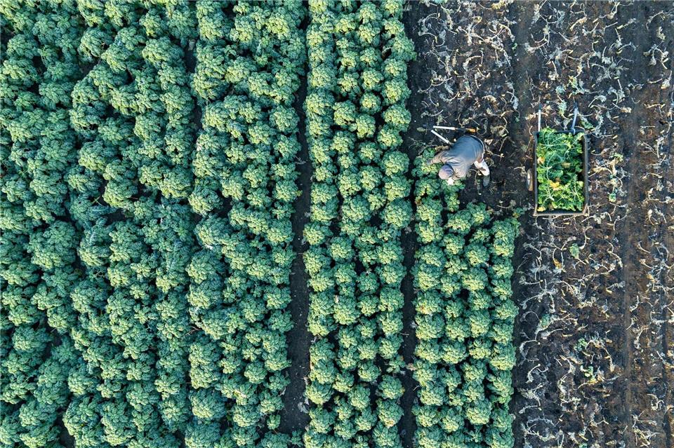 Insgesamt 204,5 Millionen Euro fließen an die landwirtschaftlichen Betriebe in Sachsen. (Symbolbild)Sebastian Kahnert/dpa