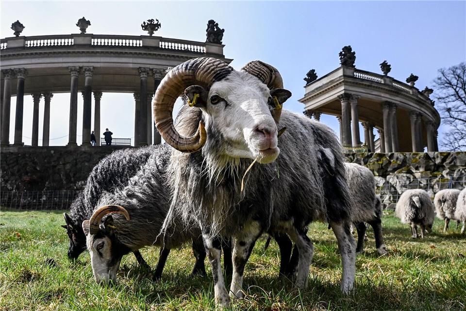 Insgesamt 35 Schafe weiden im Park Sanssouci derzeit auf der Wiese am Rossbrunnen und helfen bis November bei der ökologischen Wiesenpflege von 15 Hektar Grasfläche.Jens Kalaene/dpa