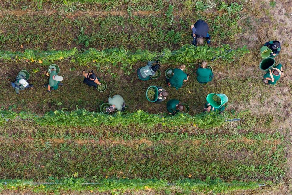 Insgesamt besteht die sogenannte Handmannschaft aus 30 Mitarbeitern.Robert Michael/dpa