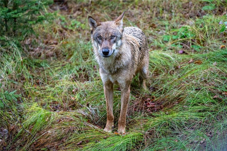 Insgesamt gibt es in Bayern aktuell 14 Wolfsgebiete, unter anderem im Altmühltal, im Bayerischen Wald und in den Allgäuer Alpen. (Symbolbild)Armin Weigel/dpa