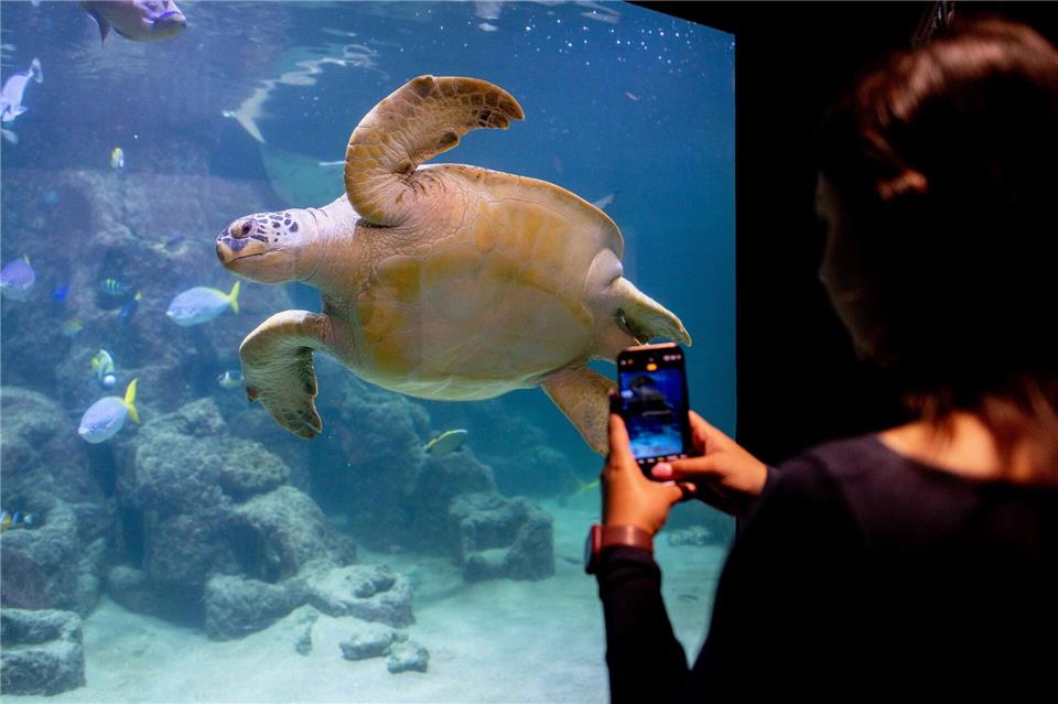 Meeresschildkröte Ernie teilt sich Aquarium-WG mit Haien Insgesamt gibt es nach Angaben des Aquariums sieben Meeresschildkrötenarten weltweit. Hauke-Christian Dittrich/dpa