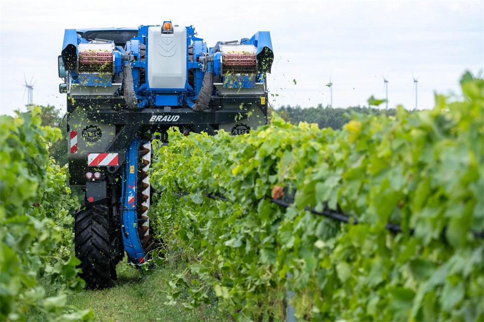 Insgesamt werden auf Norddeutschlands größtem Weingut 16 verschiedene Rebsorten auf 35 Hektar angebaut.Stefan Sauer/dpa