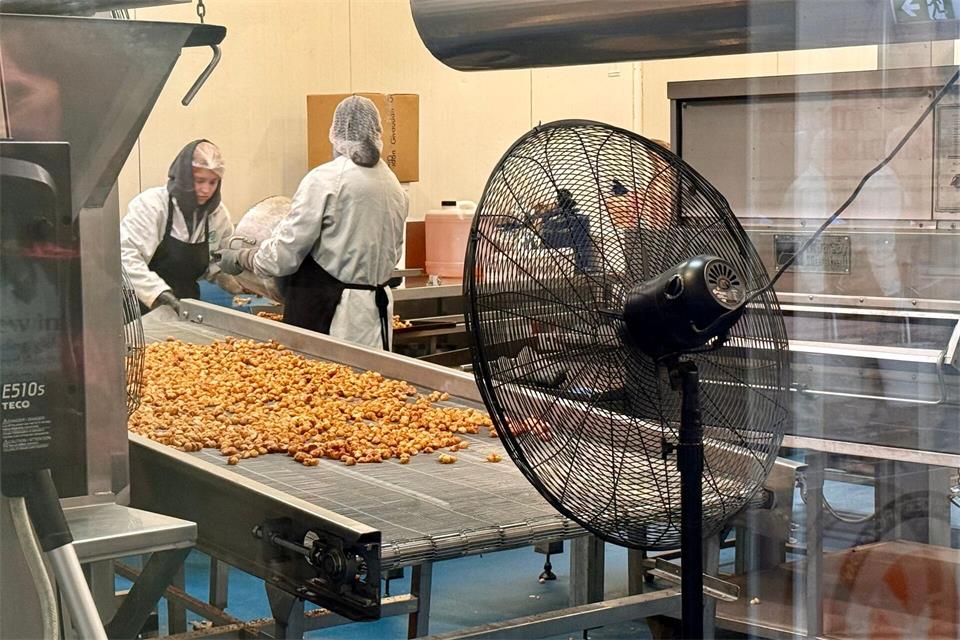 Interessenten können bei Nutworks beobachten, wie die Macadamia-Nüsse verarbeitet werden.Carola Frentzen/dpa