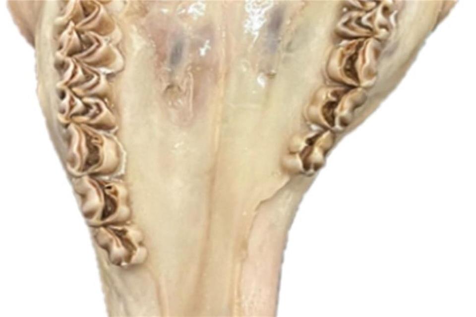 Inzucht kann bei Rotwild auch zu schweren Missbildungen wie etwa am Unterkiefer führen.Frank Zabel/Landesjagdverband Schleswig-Holstein/dpa