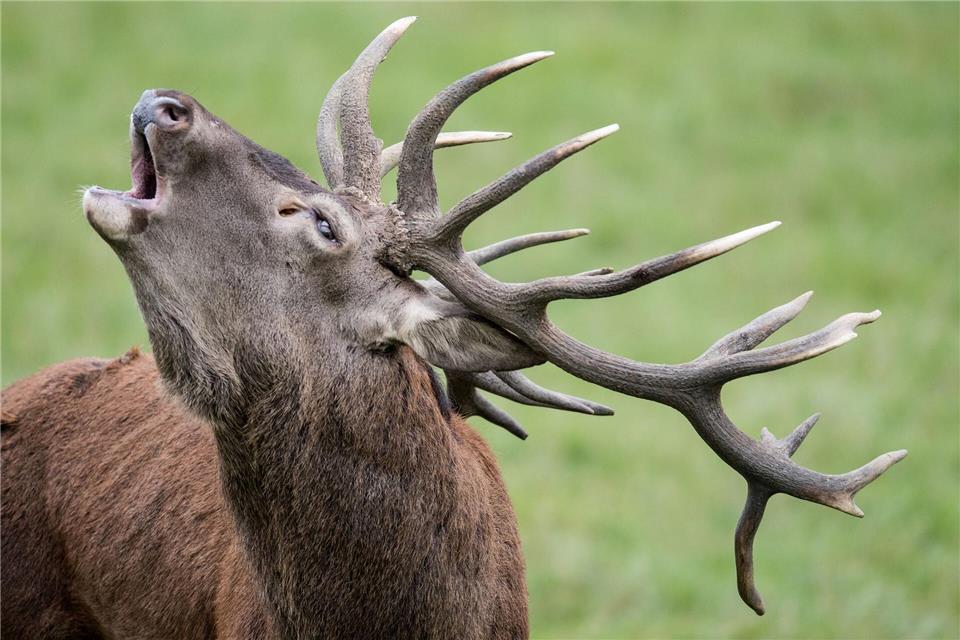 Inzucht reduziert die Anpassungsfähigkeit von Rothirschen. (Symbolbild)Boris Roessler/dpa