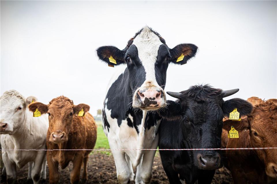 Ausgerechnet ein Schlachter rettet ein Kälbchen vor dem Tod Inzwischen ist Ochse Hugo über zwei Meter groß und mehr als eine Tonne schwer - und bewacht eine Herde von Jungrindern.Moritz Frankenberg/dpa