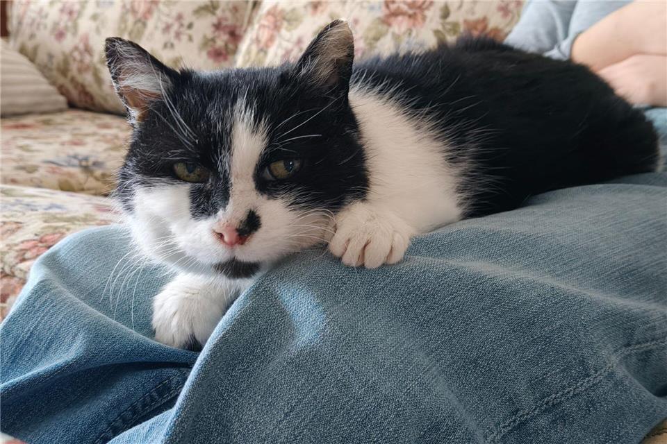 Inzwischen kommt Perla von selbst, wenn jemand sitzt. „Dann kommt sie sofort, setzt sich auf den Schoß und will gestreichelt werden“, sagt die Halterin. Allerdings lasse sie sich nur am Kopf berühren. „Weiter ist nicht erlaubt.“ (Handout)-/Privat/dpa