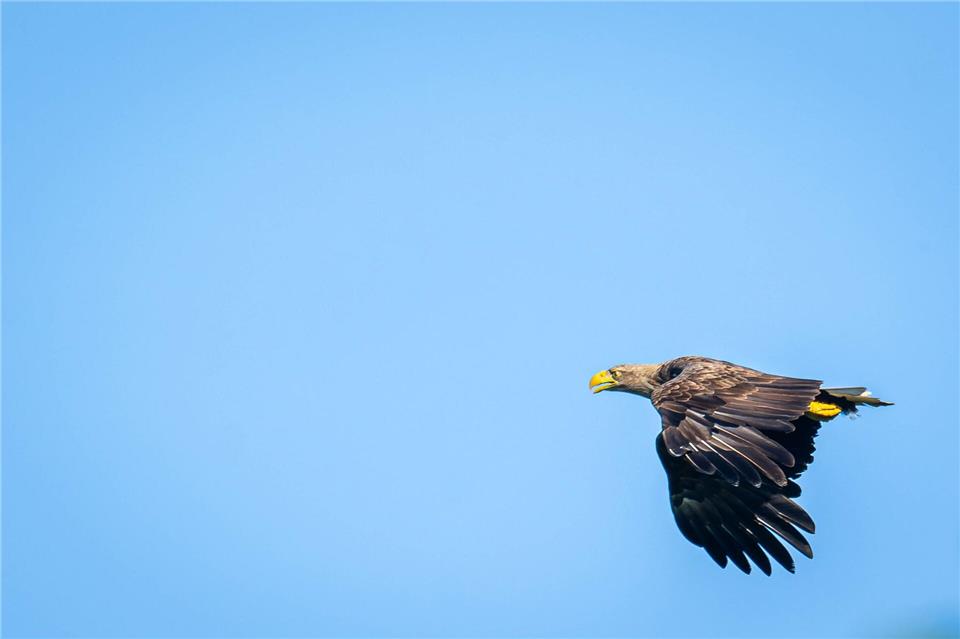 Immer mehr Seeadler in Niedersachsen Inzwischen siedeln sich immer mehr Seeadler in Niedersachsen an.Sina Schuldt/dpa