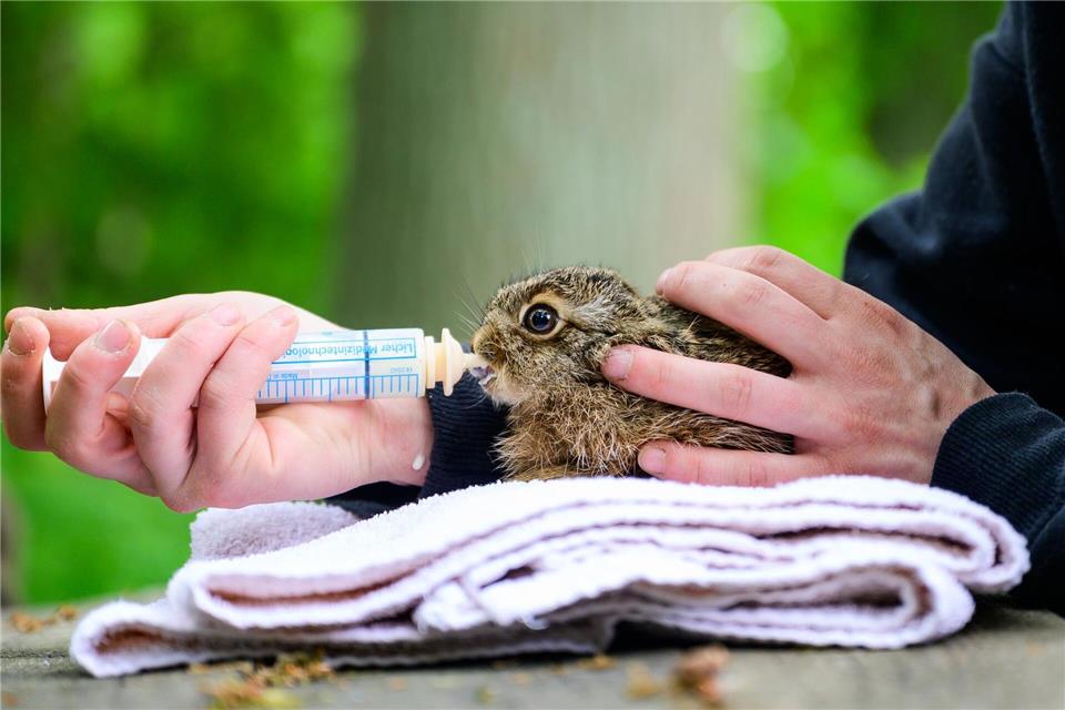 Ist das Wildtier gesichert, sollte man es an eine Fachstelle übergeben. (Symbolbild)Philipp Schulze/dpa