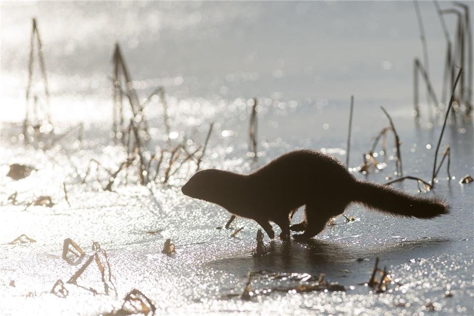 Ist das ein Otter? Oder ein Mink? Die Unterscheidung beider Tiere ist nicht ganz einfach. (Archivfoto)Klaus-Dietmar Gabbert/dpa-Zentralbild/ZB