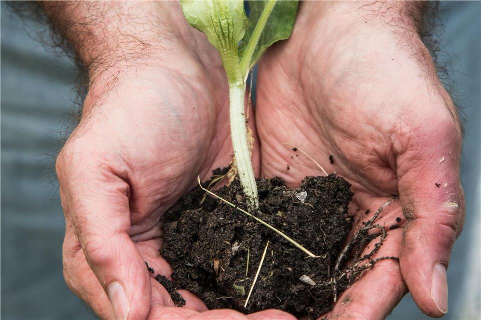 Ist die Erde gut durchwurzelt, sollten die Pflanzen vor dem Auspflanzen umgetopft werden.picture alliance / dpa-tmn