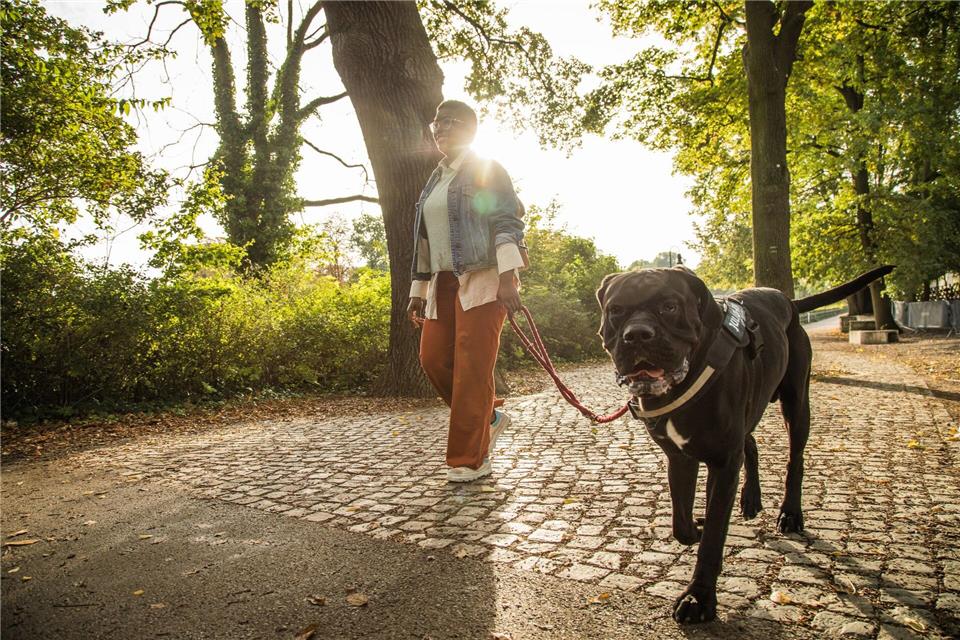 Ist die Wunschrasse erlaubt? Wann besteht Anleinpflicht? Hundebesitzer sollten sich mit den individuellen Regeln in ihrem Bundesland auseinandersetzen.picture alliance / dpa-tmn