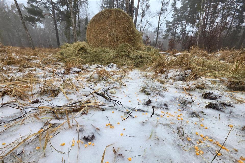Jäger bringen Heu aus - an Plätzen, an denen Wild sonst auch aktiv ist.Kai Hamann/Landesjagdverband Brandenburg/Landkreis Barnim/dpa
