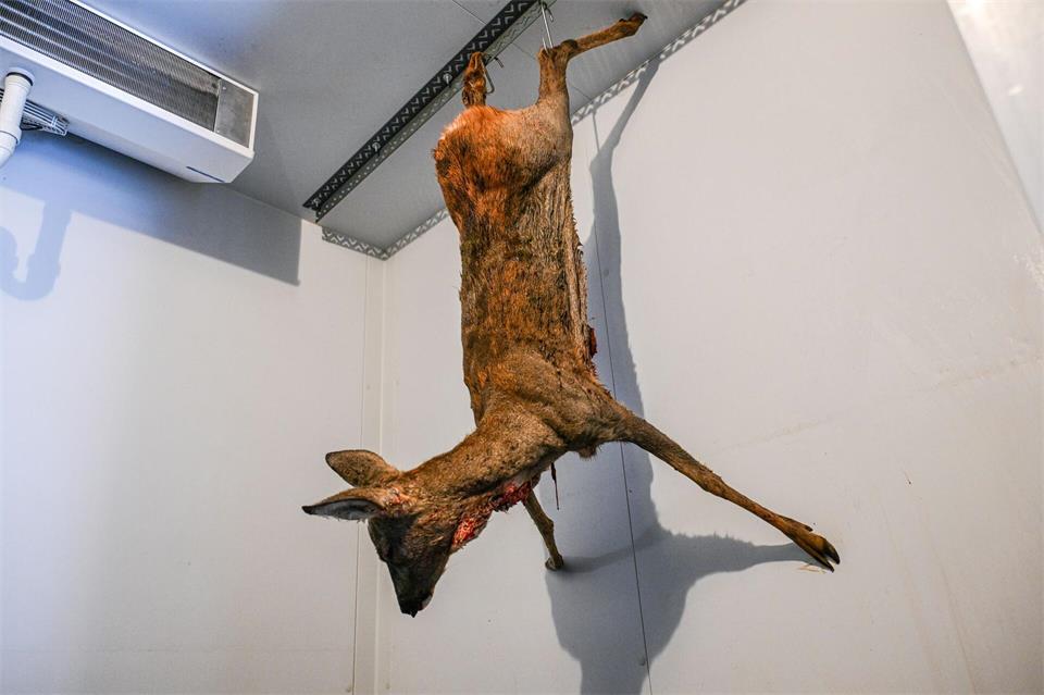 Jäger bringen die toten Rehe ins Tierheim. Jason Tschepljakow/dpa