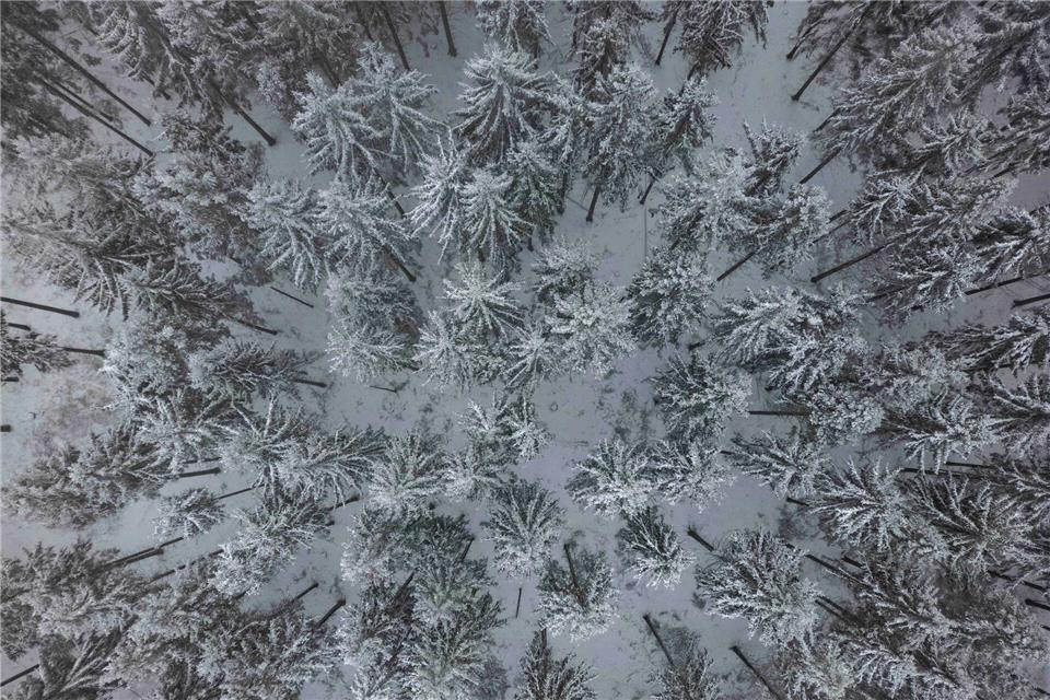 Jäger und Waldbesucher im Landkreis Leer sollen momentan besonders auf die Wildtiere achten. (Symbolbild)Boris Roessler/dpa