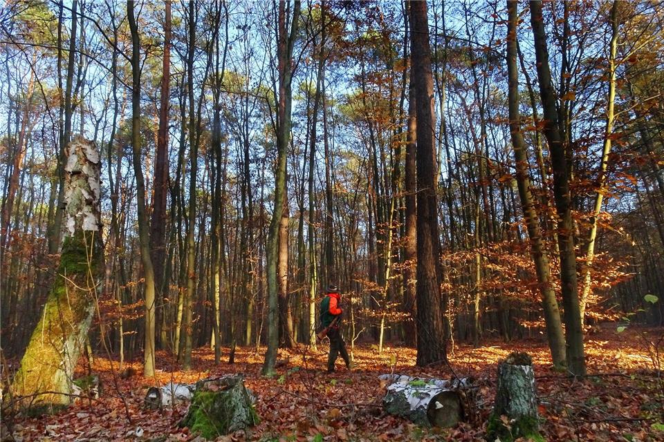 Zahl der Jäger in Berlin steigt Jägerinnen und Jäger helfen dabei, Tierseuchen einzudämmen und Wildschäden zu verringern. (Archivbild)Wolfgang Kumm/dpa