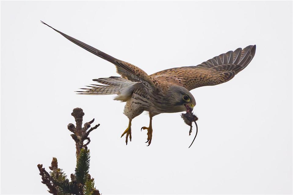 Bilder des Tages Jagderfolg - Turmfalke mit Maus in SieversdorfPatrick Pleul/dpa