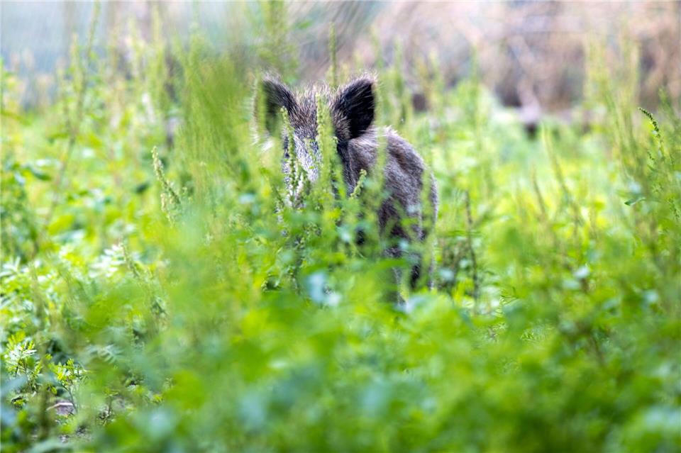 Jagdhunde können sich bei Wildschweinen mit der Aujeszkyschen Krankheit anstecken. Der Verlauf ist dann tödlich. (Symbolbild)Jens Büttner/dpa-Zentralbild/ZB