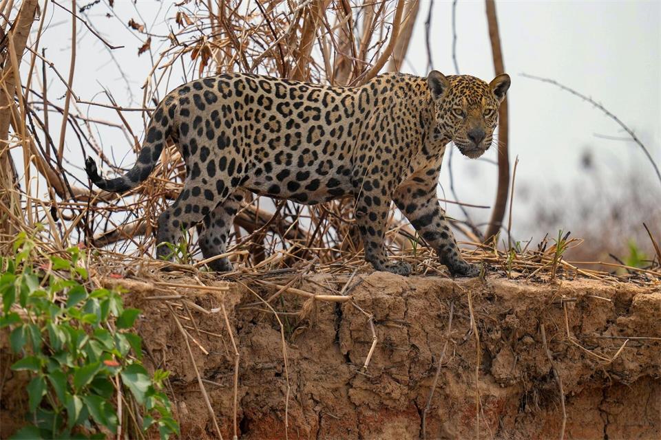 Jaguare in Brasilien sind laut UN ein Beispiel für eine Erfolgsgeschichte beim Schutz und Wiederaufbau von Ökosystemen.Andre Penner/AP
