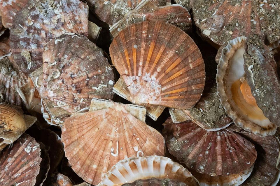 Jakobsmuscheln können bis zu 15 Zentimeter groß werden, haben flache, rötlich-braune Schalen mit strahlenförmigen Rippen sowie zwei „Ohren“, die symmetrisch rechts und links von der Schale abstehen. Andreas Drouve/dpa-tmn