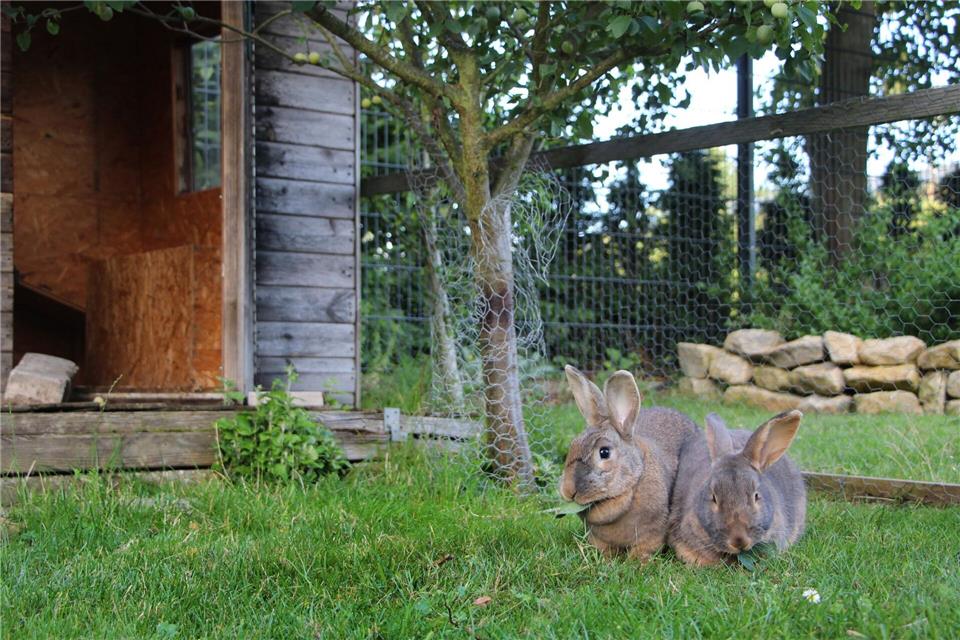 Je größer das Gehege, desto mehr Platz haben Kaninchen zum Hoppeln.picture alliance/dpa/dpa-tmn