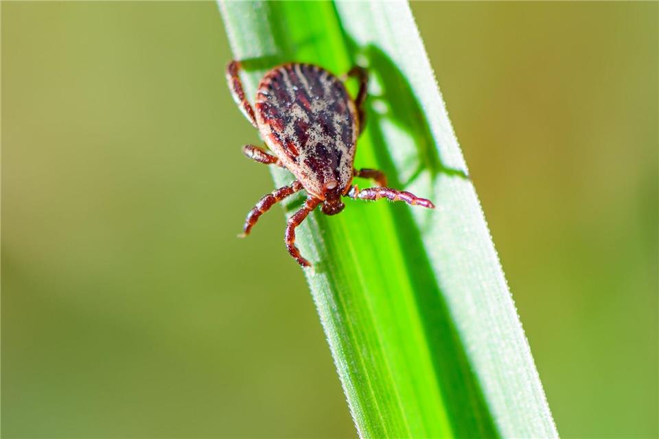 Je nach Areal sind 5 bis 50 Prozent der Zecken in Deutschland mit Borreliose infiziert.Patrick Pleul/dpa