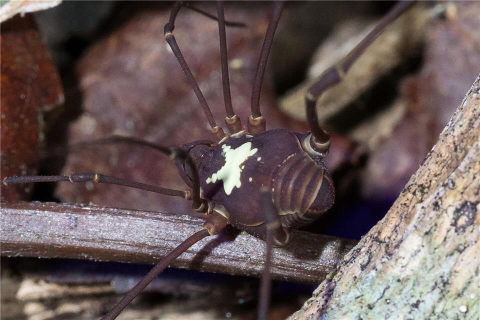 Je nach Art unterscheiden sich die weißen Muster auf den Rücken der Tiere.Konrad Wothe/SNSB/dpa