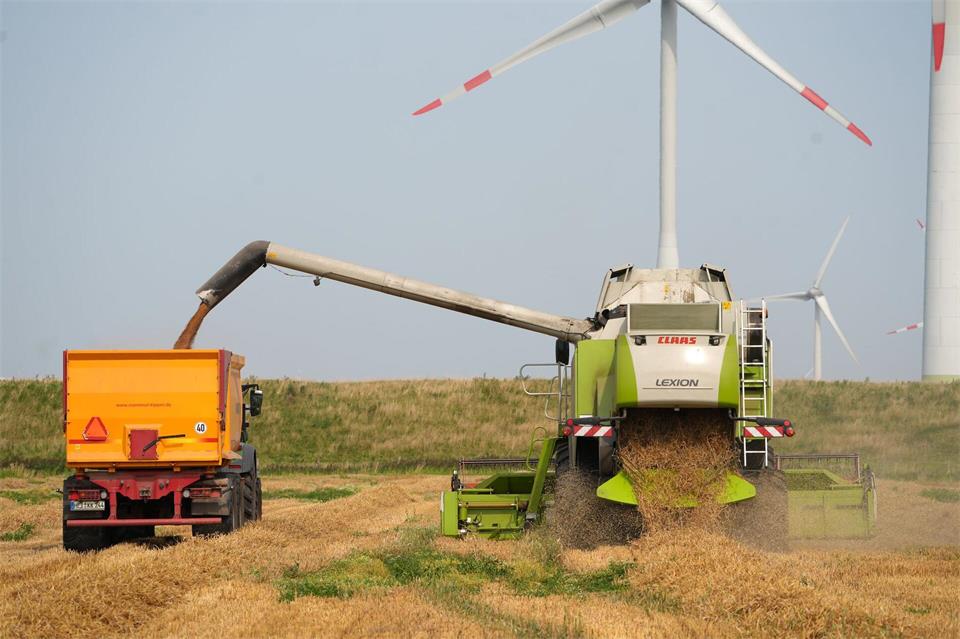 Je nach Standort schwankt die Erntemenge beim Getreide erheblich. (Archivbild)Marcus Brandt/dpa