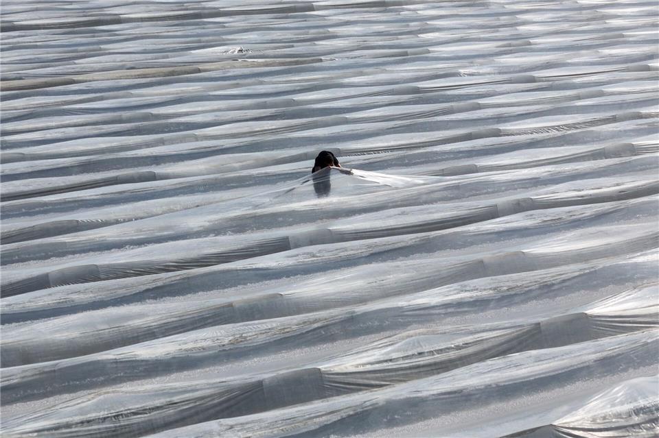 Je nach Wetterlage könnte Ende März oder Anfang April der erste Spargel gestochen werden.Peter Gercke/dpa