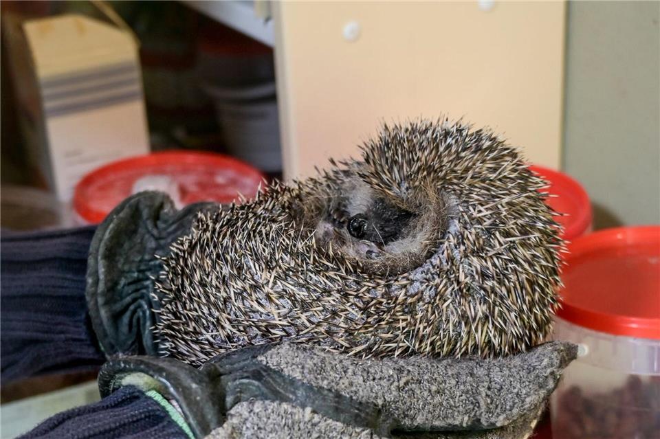 Jeder Igel lebt in einem eigenen Gehege mit Unterschlupf.Heiko Rebsch/dpa