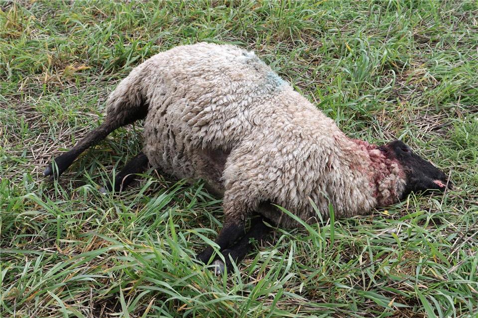Jedes Jahr töten Wölfe Nutztiere in Deutschland. (Archivbild)Bernd Wüstneck/dpa