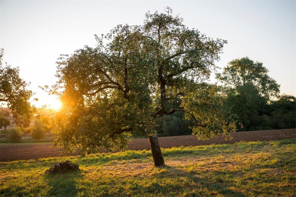 Jedes Jahr verschwinden Schätzungen des Streuobstpakts zufolge etwa 100.000 Streuobstbäume in Bayern. (Archivbild)Daniel Vogl/dpa