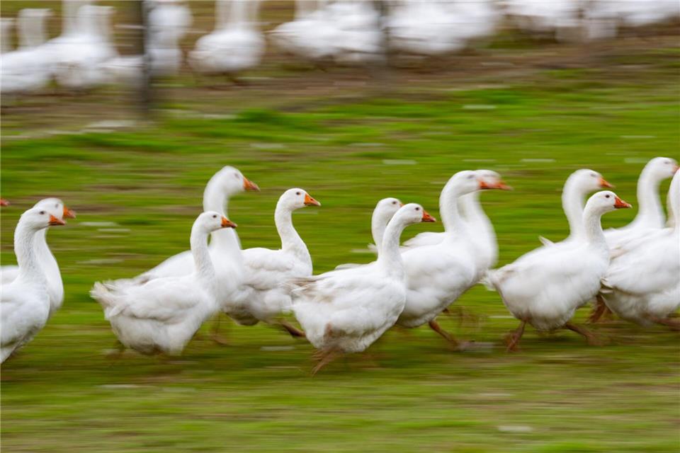 Gänsepreise in Sachsen bleiben stabil – Importware dominiert Jedes Jahr werden tausende Tiere in der Weihnachtszeit geschlachtet. Robert Michael/dpa