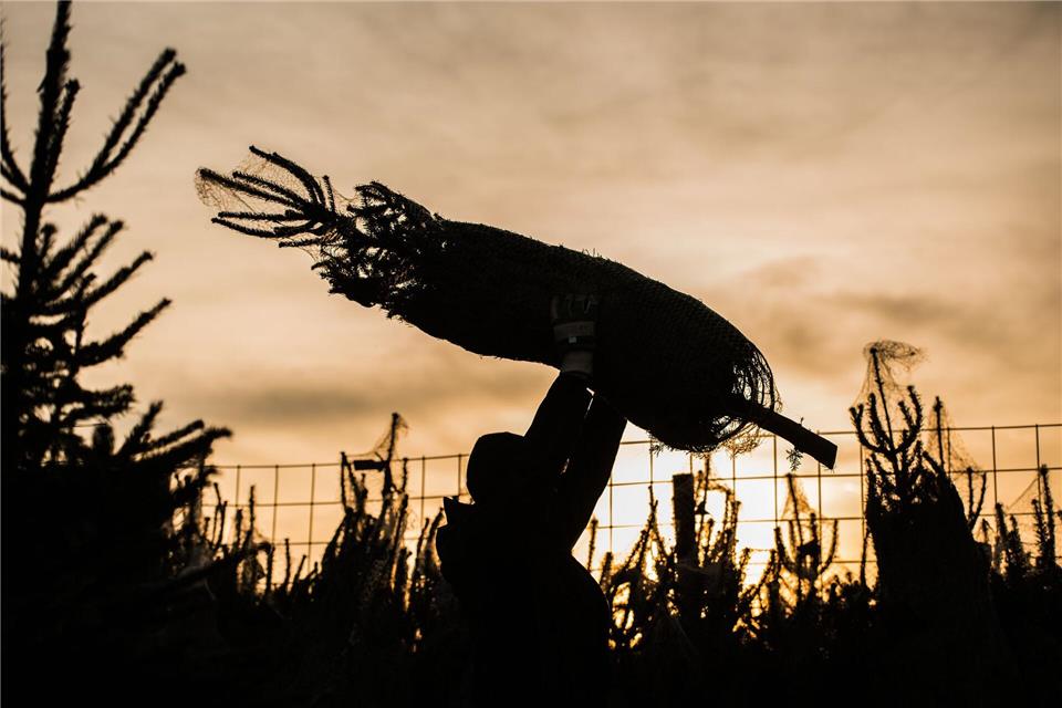 Jetzt ist wieder Zeit für Weihnachtsbäume. (Symbolbild)Andreas Arnold/dpa