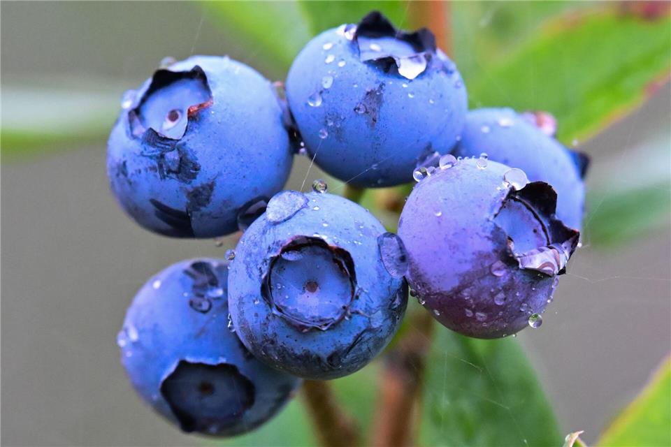 Jetzt kommen die Heidelbeeren vom Feld. Bis September ist Erntezeit. Sebastian Christoph Gollnow/dpa