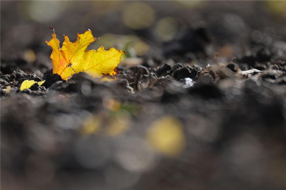 Jetzt kommt die goldene Herbsteszeit: Ein verfärbtes Blatt liegt auf einem Acker in Baden-Württemberg.Thomas Warnack/dpa