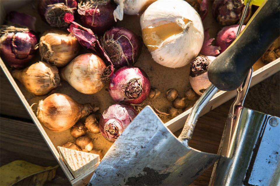 Jetzt pflanzen: September und Oktober sind die besten Monate für viele Blumenzwiebeln.picture alliance / dpa-tmn