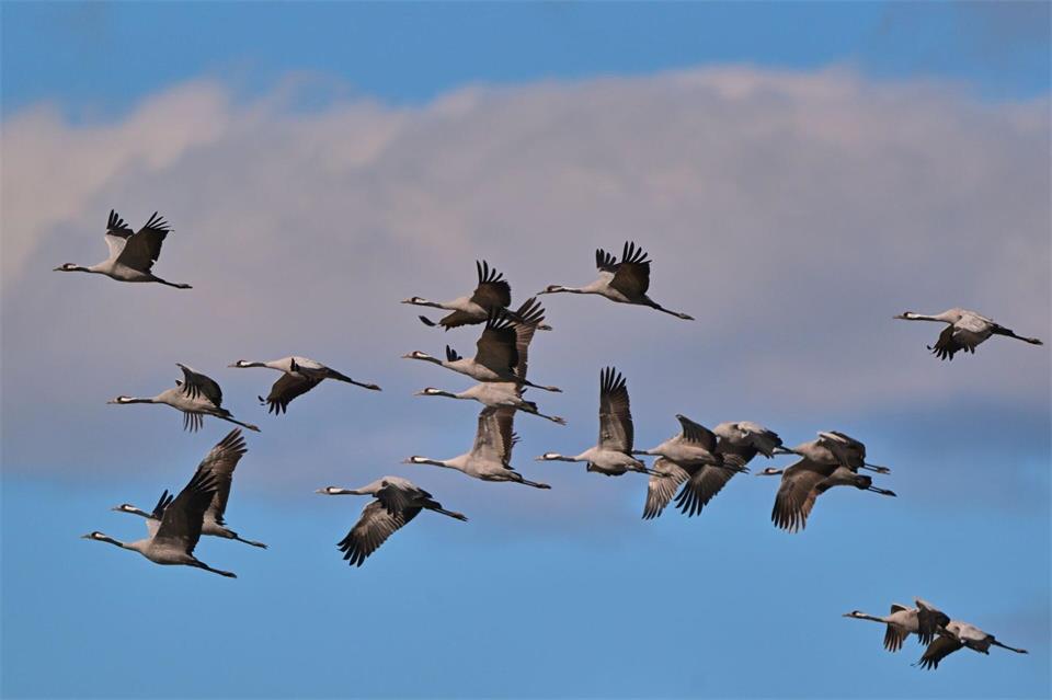 Jetzt ziehen die Kraniche etwa aus Skandinavien wieder in Wellen gen Süden. In Deutschland sammeln sie sich an zentralen Rastplätzen. Patrick Pleul/dpa