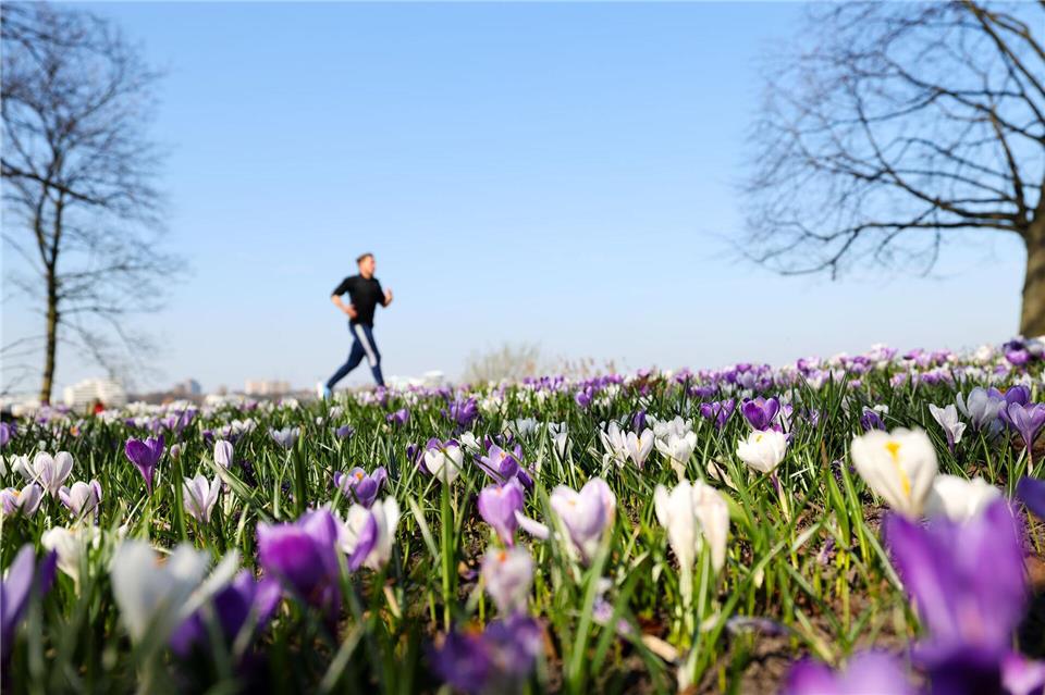 Joggen durch ein Blumenmeer ist jetzt wieder möglich. (Archivbild)Christian Charisius/dpa