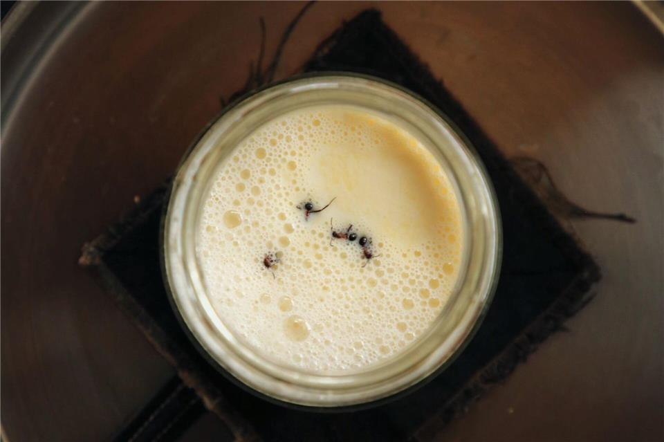 Joghurt-Rezept einmal anders: Man nehme vier Ameisen...David Zilber/dpa