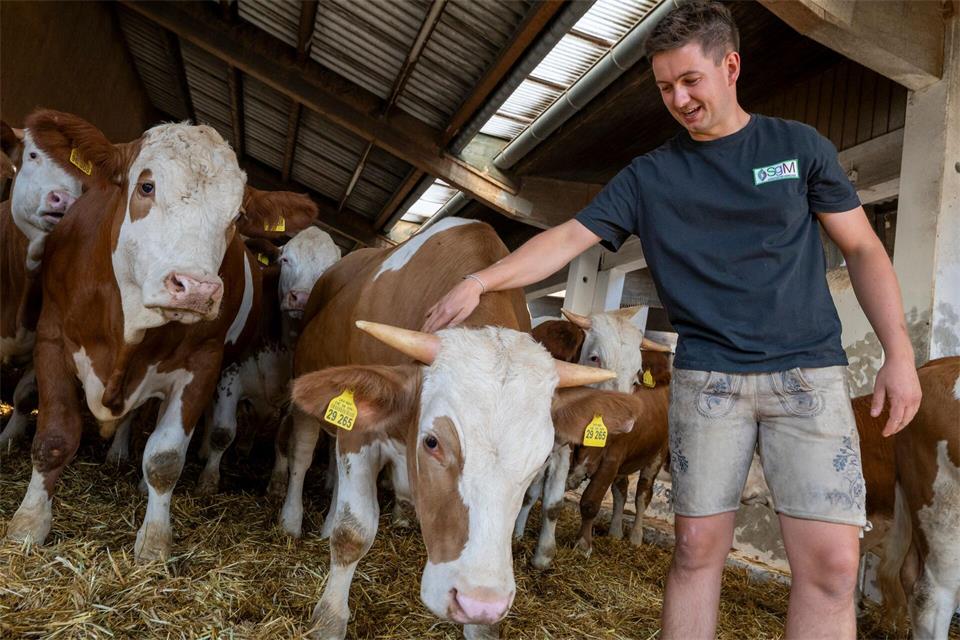 Johannes Attenberger, Bereichsleiter Ochsenmast, kennt seine Tiere ganz genau. Peter Kneffel/dpa