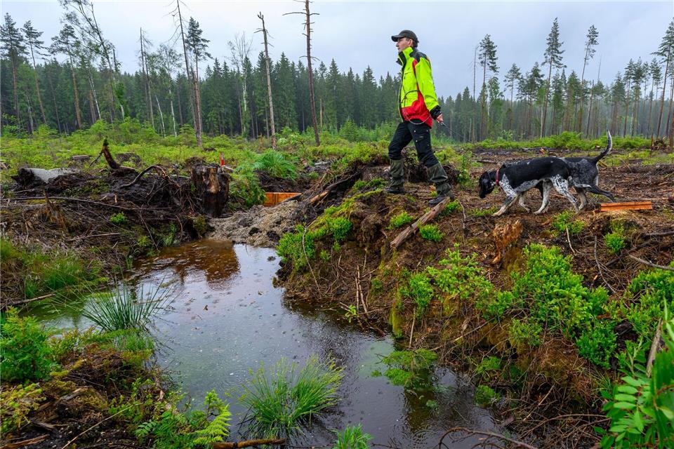 Johannes Riedel, Leiter des Forstbezirks Eibenstock, inspiziert die Revitalisierung des „Moor am Roten Fluss“ im Quellgebiet des Vogtlandsees.Hendrik Schmidt/dpa