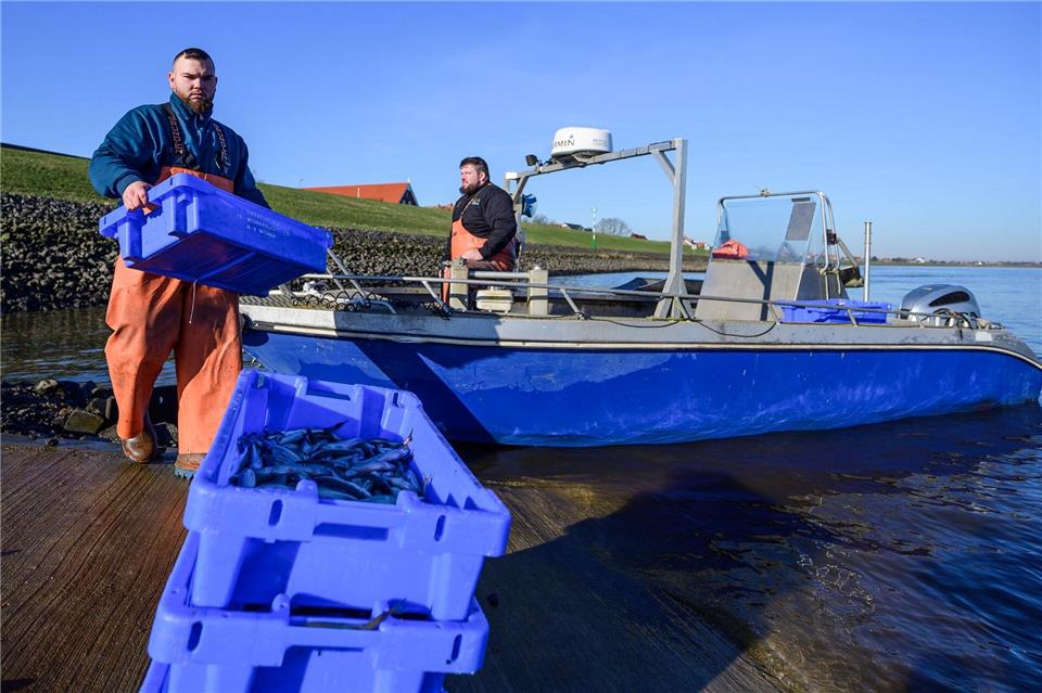 Jonas (l) und Per-Willem Grube beim Stintfang an der Elbe. Philipp Schulze/dpa