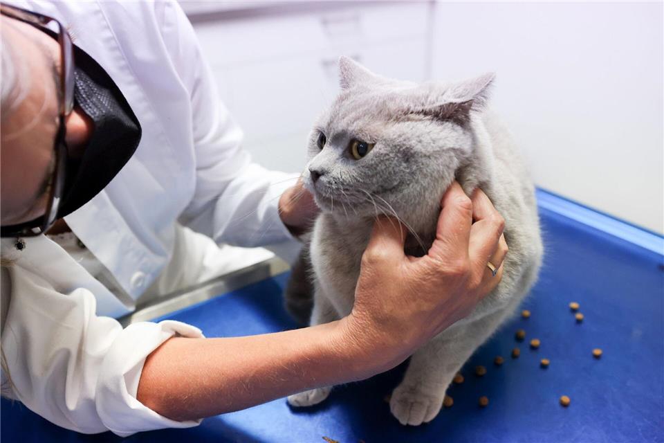 Juckreiz, Fellverlust und Magen-Darm-Beschwerden können auf eine Nahrungsmittelallergie bei Hund oder Katze hinweisen, daher sollten solche Symptome immer vom Tierarzt abgeklärt werden.Karolin Krämer/dpa-tmn