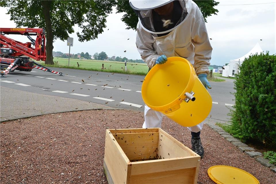 Jürgen Heider hat sein Bienenvolk unbeschadet wieder eingesammelt.