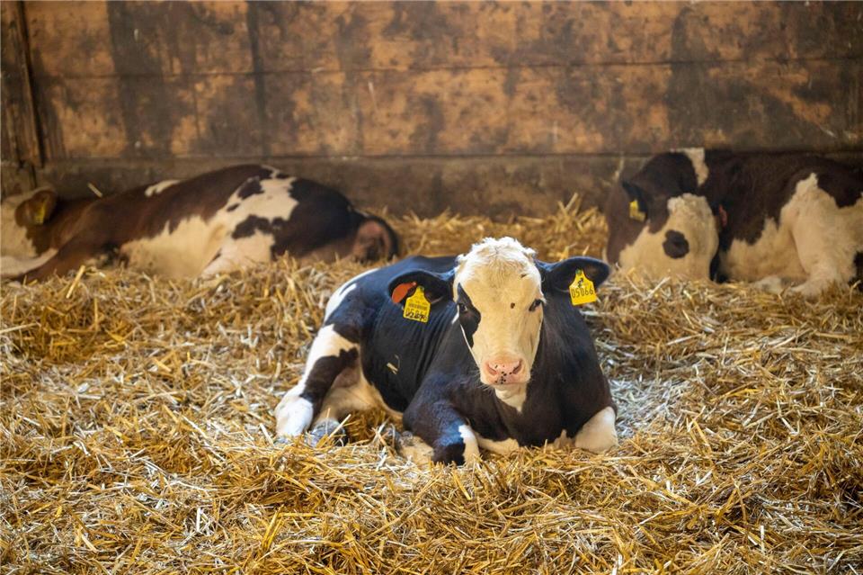 Land verbietet Kastration junger Kälber ohne Betäubung  Junge Kälber dürfen nach Bundesvorgaben auch ohne Betäubung kastriert werden. (Symbolbild)Peter Kneffel/dpa